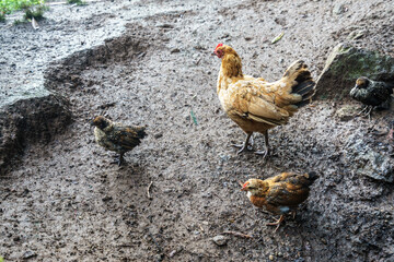 Ducks on sao miguel island