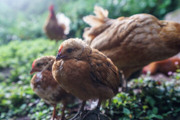 Ducks on sao miguel island