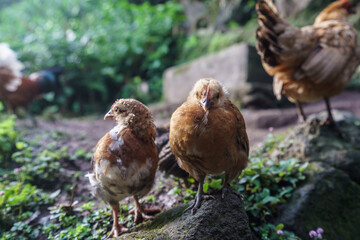Ducks on sao miguel island