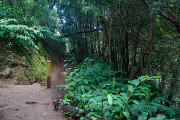 Trail view on azores portugal