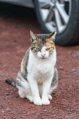 A cat of azores islands