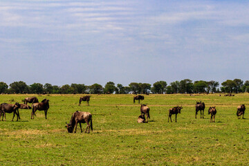 Herd of blue wildebeest (Connochaetes taurinus) in savannah in Serengeti national park in Tanzania. Great migration