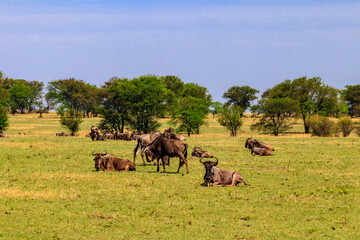 Fototapeta premium Herd of blue wildebeest (Connochaetes taurinus) in savannah in Serengeti national park in Tanzania. Great migration