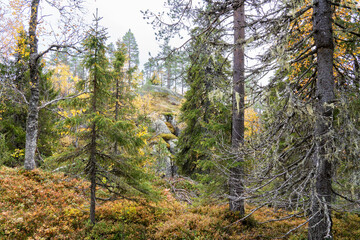 Fototapeta premium A colorful old-growth forest during fall foliage in Närängänvaara near Kuusamo, Northern Finland