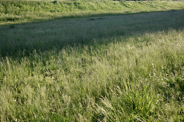 Obraz premium Sunny spring day and green meadow