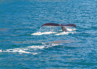 Resurrection Bay, Alaska, USA - July 22, 2011: Closeup of black whale tail creating white surf on blue water before disappearing