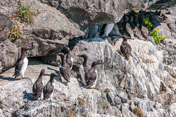 Resurrection Bay, Alaska, USA - July 22, 2011: Closeup of Murres breading in crevices and cracks of rocky cliff, painted white by guano. Several birds present and some blue and orange flowers