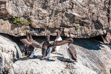 Resurrection Bay, Alaska, USA - July 22, 2011: What seems to be a political, family, or management meeting among 5 Murres birds on guano-white brown rocky cliff.