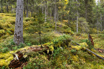 A pristine Närängänvaara forest with lying deadwood near Kuusamo on a autumn day in Northern Finland