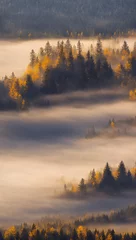 Foto auf Acrylglas Wald im Nebel Nebliger Wald