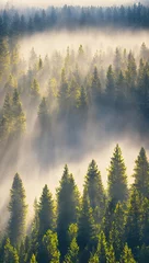 No drill blackout roller blinds Forest in fog Misty forest