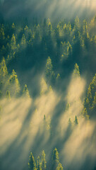 Fototapeta na wymiar Misty forest