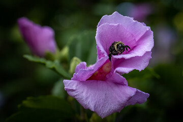 Macro of bee in hibiscus
