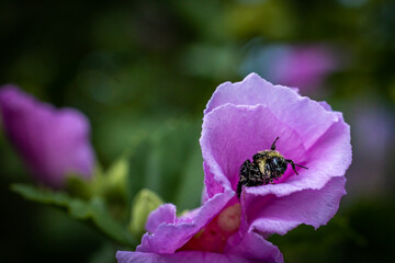 Macro of bee in hibiscus © AGrandemange
