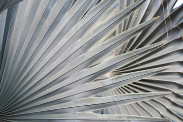 Obraz premium Palmeira