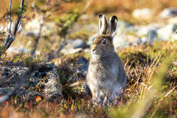 Mountain hare standing still on an autumnal hillside in Urho Kekkonen National Park, Northern...