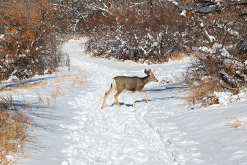 Mule deer on the hiking trail at Roxborough State Park in Colorado