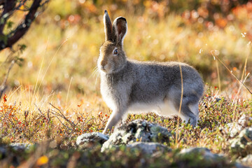 Mountain hare walking on a sunny autumn morning in Urho Kekkonen National Park, Northern Finland