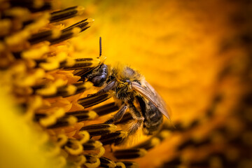 macro of a bee on a sunflower