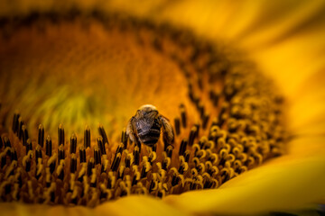 macro of a bee on a sunflower