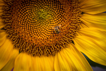 macro of a bee on a sunflower