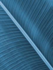 Obraz premium Indigo blue banana leaf background, texture