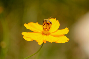 bee on flower