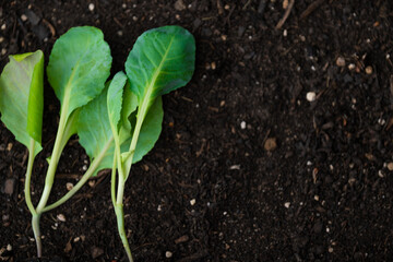 Gardening and agriculture.Cauliflower seedlings on the ground close-up.green vegetables seedling. Growing pure bio vegetables in your own garden.plant growing and farming . 