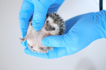 prickly pets and veterinarian.hedgehog in the hands of a veterinarian close-up.Medicine for animals.Examining Baby hedgehog with a veterinarian.African pygmy hedgehog in the hand of a doctor.  © Yuliya