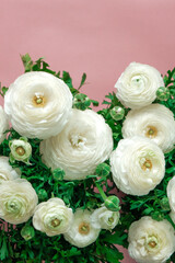 buttercup flowers background.White ranunculus flowers border on pink background.Floral card in delicate white and pink colors.Beautiful floral background. 