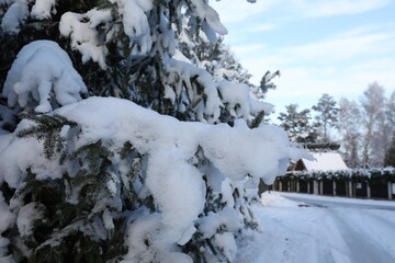 Fir branches covered with snow in winter morning