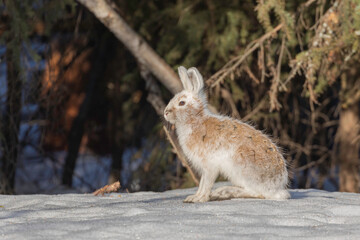 Snowshoe Hare's Coat is changing from winter to spring in Alaska