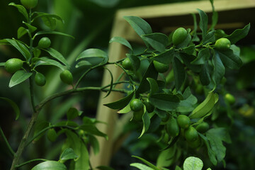 Unripe citruses growing on tree outdoors, closeup