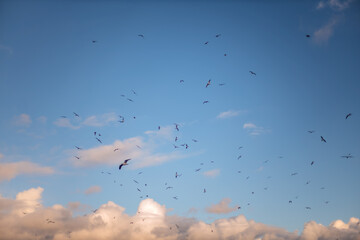 birds in the sky with Clouds