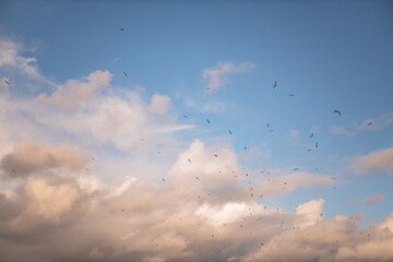 clouds in the sky with birds over the San Francisco Bay