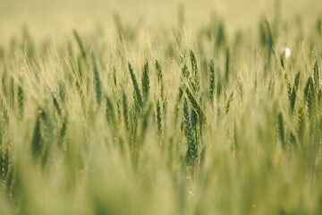 Wheat field closeup