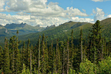 Lots of tall pine trees against the backdrop of picturesque mountain ranges under a summer cloudy sky.