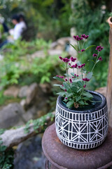 Gomphrena globosa or globe amaranth, magenta flowers growing on the pot with blurred background