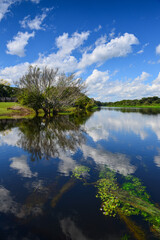 Fototapeta na wymiar The lush rainforest landscape of the Guaporé-Itenez river, near the Fazenda Laranjeiras farm, Rondonia state, Brazil, on the border with Beni Department, Bolivia