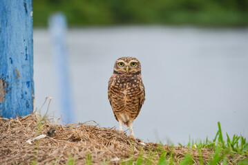 A burrowing owl (Athene cunicularia), or Coruja-buraqueira, on the banks of the Guaporé - Itenez river, Pimenteiras do Oeste, Rondonia state, Brazil, on the border with Beni Department, Bolivia