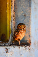 A burrowing owl (Athene cunicularia), or Coruja-buraqueira, on an abandoned house in the remote...