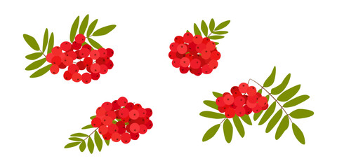 Bukiet czerwonych jagód jarzębiny na białym tle. Gałąź jarzębiny z zielonymi liśćmi. Ilustracja wektorowa.