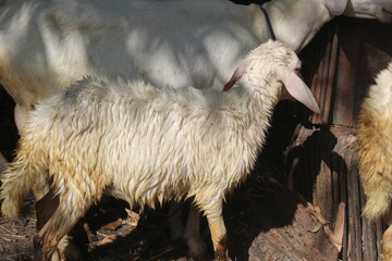rear view of a wet sheep's body after bathing