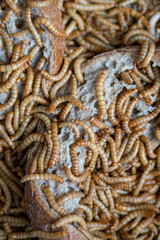 Dozens of mealworms eating bread.