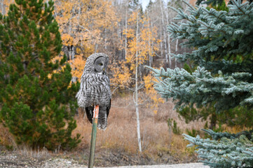 great horned owl