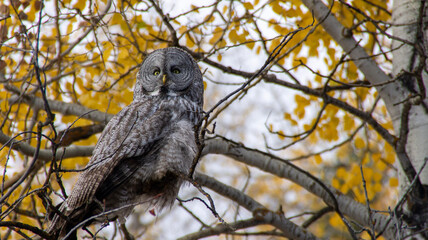 great horned owl