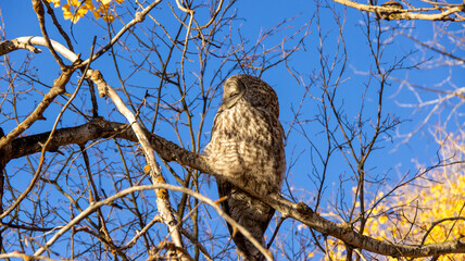 owl on a branch