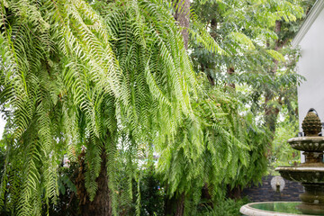 Decoration in tropical green garden