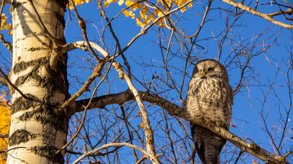 owl on a branch