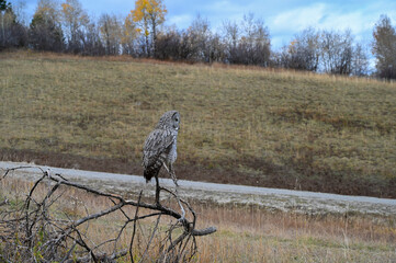 great horned owl